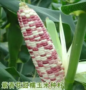 紫香糯玉米
