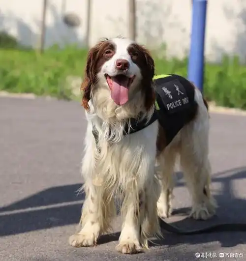聊城公安最萌"汪汪队"如何炼成?