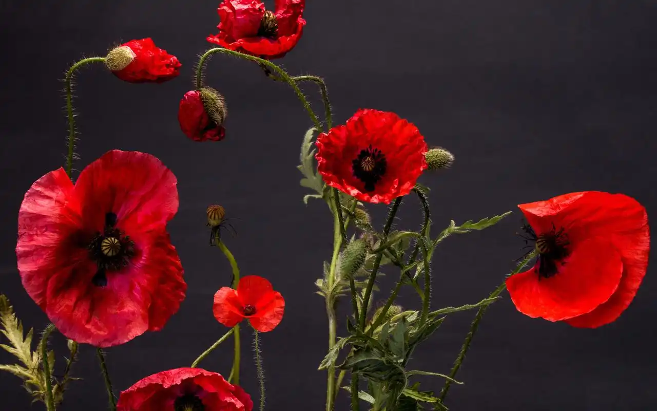 罂粟花是罂粟科下的一属植物,约有100多个物种.