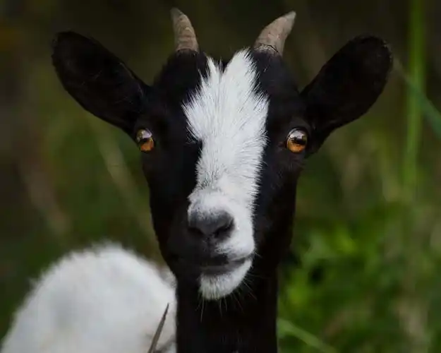 可爱, 山羊, 动物, 牲畜, 头