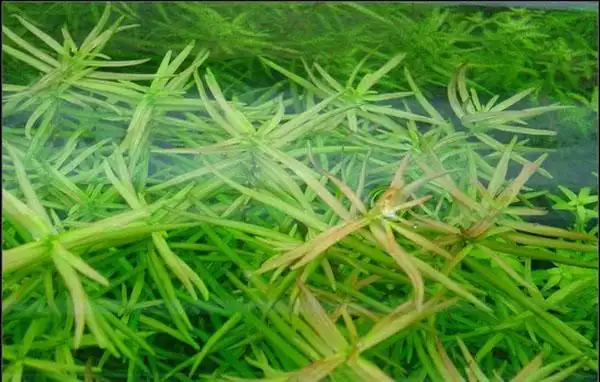 牛顿草水草:牛顿草图片,种植条件