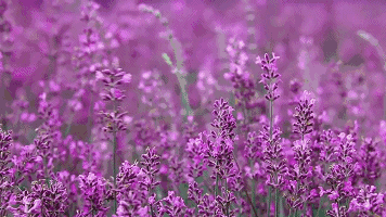 【春城秀】春城天生浪漫,共享紫色花潮