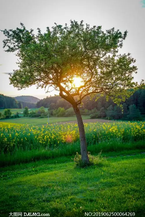 清晨阳光透过大树摄影图片_大图网图片素材