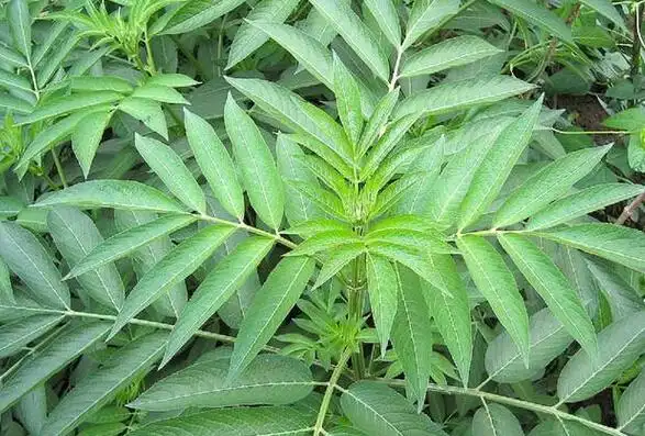 net作者:lsp接骨草也叫白龙骨或者乌骨麻,是中国中药家族的一个重要