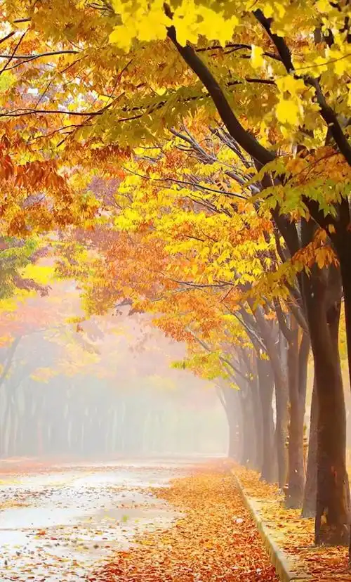 枫叶的秋天美景