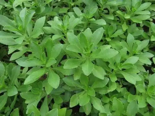 家里种上一盆"痒痒草",能当蔬菜吃,还能解决蚊虫叮咬后的困扰