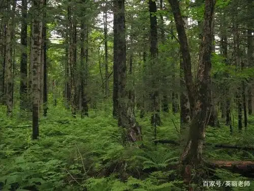 长白山人参就长在这样原始森林里