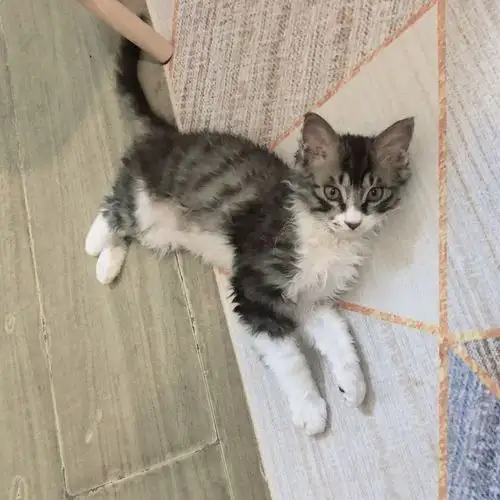 【已到好人家】4个月帅气小卷毛 缅因串求领养