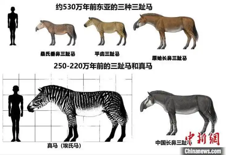 数百万年前马的祖先都吃草?中科院团队最新研究突破传统认知_腾讯新闻