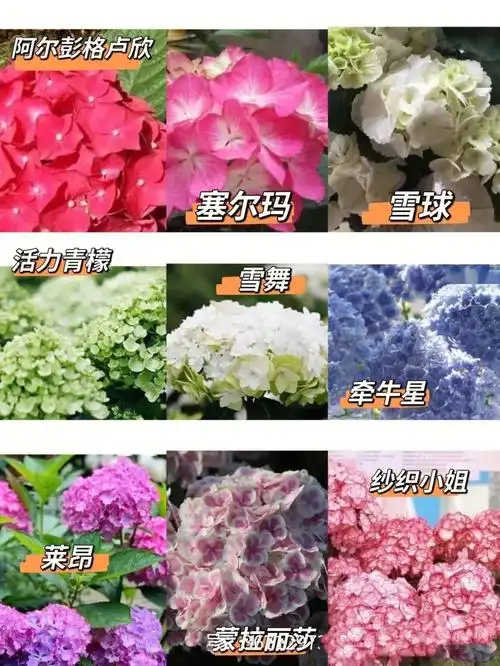 一部分绣球品种合集