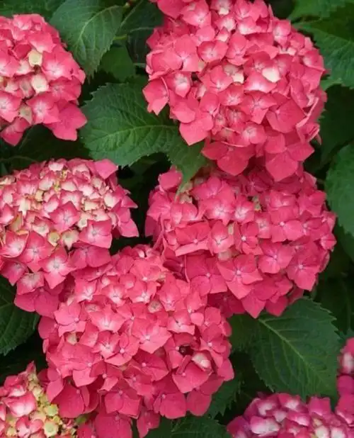 绣球花为什么又叫死人花 绣球花忌讳放在家吗-大连号