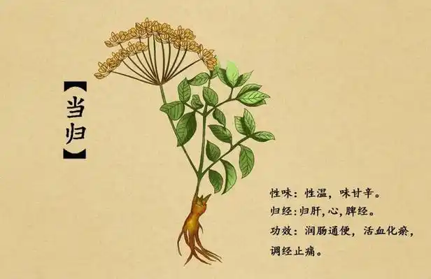 当归功效与作用当归功效与作用及食用方法