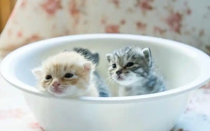 可爱小奶猫呆萌高清图片桌面壁纸