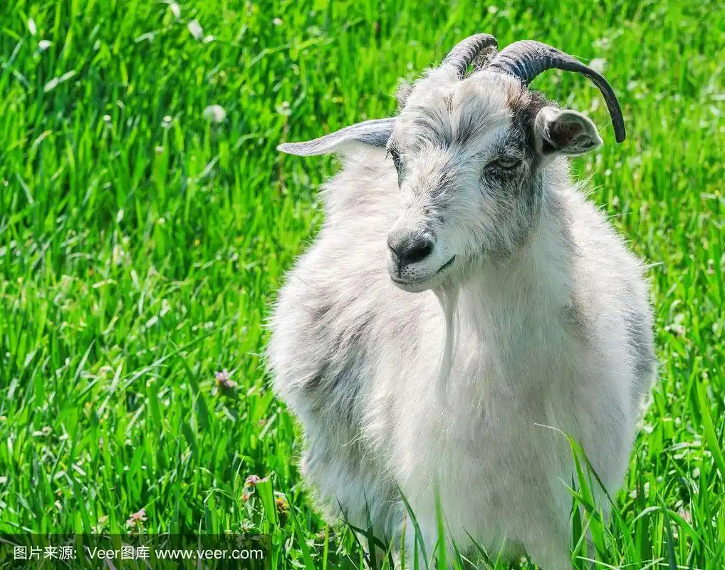 绿色草地上一只山羊的肖像.