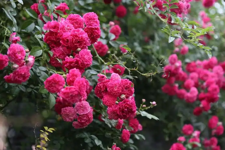 老人家是这一方蔷薇的主人,老人说这是红蔷薇……蔷薇里我最喜红色