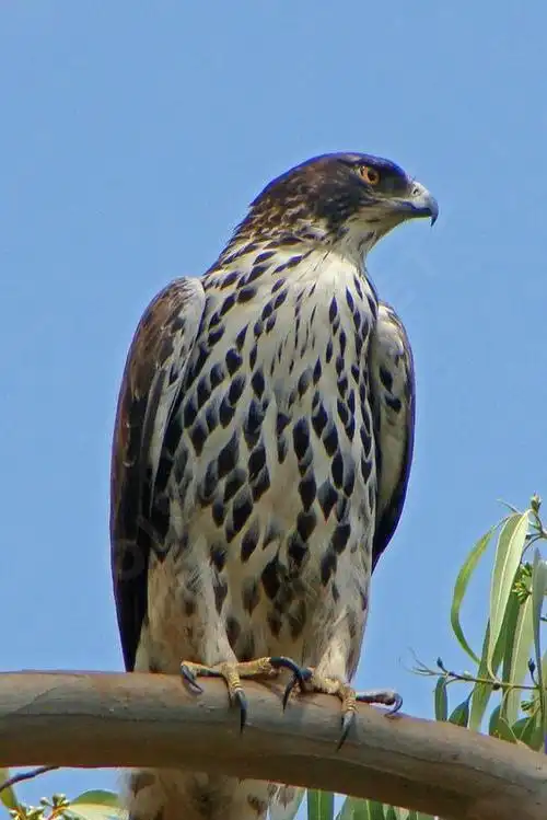 鹰形目·鹰科·隼雕属:艾氏隼雕