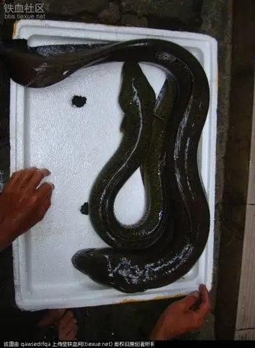 [原创]17斤野生鳗鱼吓死人