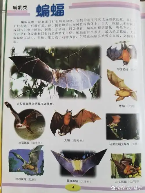 哺乳动物之蝙蝠.