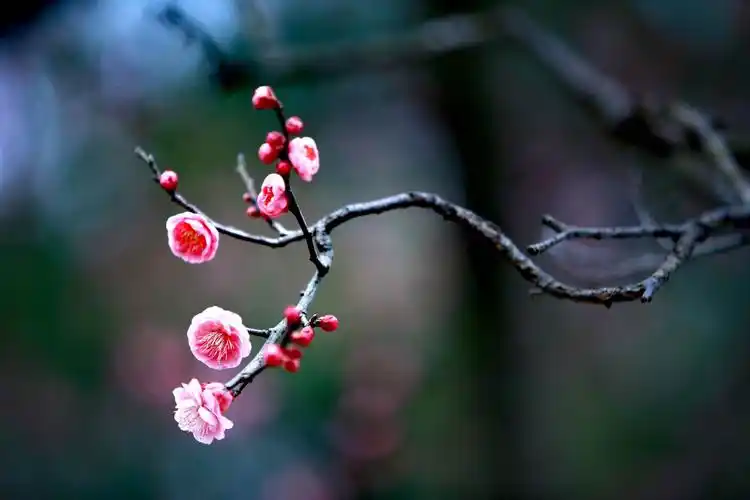 其它 傲雪寒梅 写美篇 傲雪寒梅独自开,  唯有伊人踏香来.