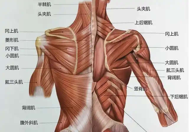9个全背训练动作,瞄准背肌每一块肌肉|背肌|哑铃|背部_新浪新闻