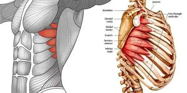 让你呼吸都会痛的肌肉,前锯肌了解一下,1个动作教你如何缓解