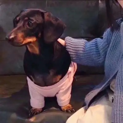 男友非人系列情侣头像高清搞笑的男朋友不是人情头图片