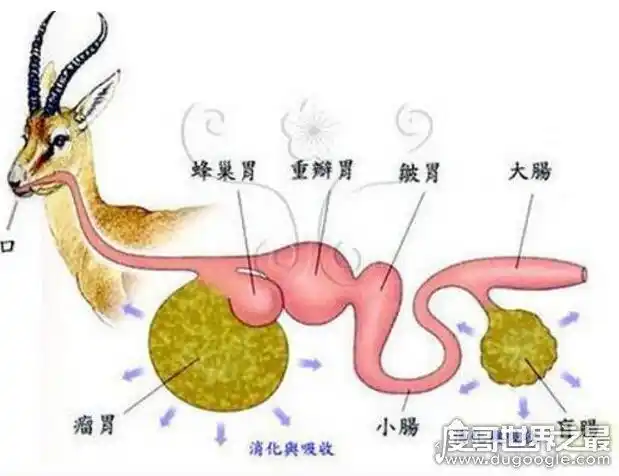 牛有几个胃?共有4个胃