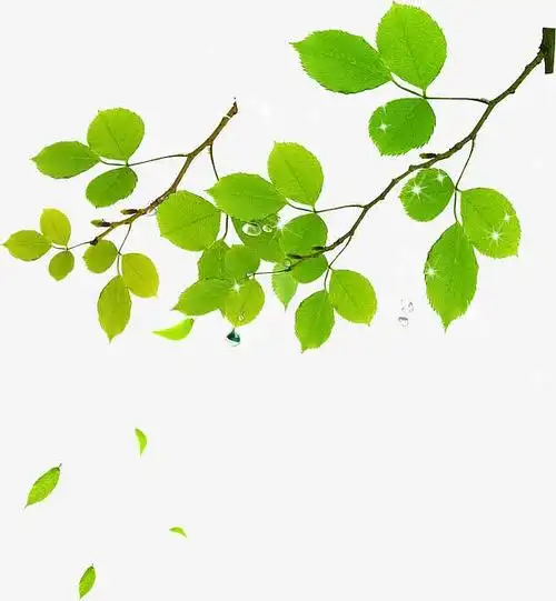 绿色清新嫩绿树枝免抠素材免费下载_觅元素51yuansu.com