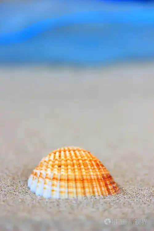 在沙滩上的贝壳