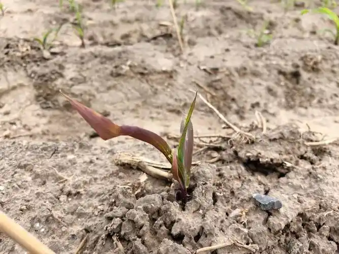 玉米红苗,紫苗和白化苗
