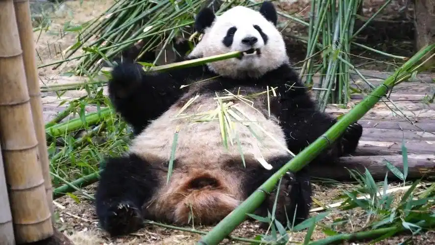 大熊猫娇淼淼[超话]# wuli淼乖带两个费头子真的辛苦了,明明自己烂创