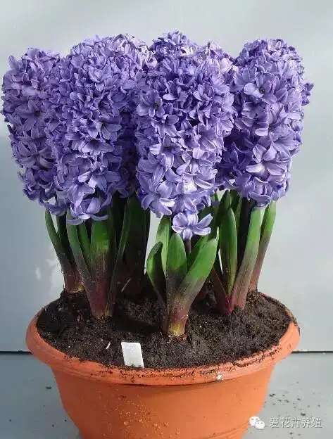 九种耐看且容易护理的家庭花卉_园林养护_花木苗木网