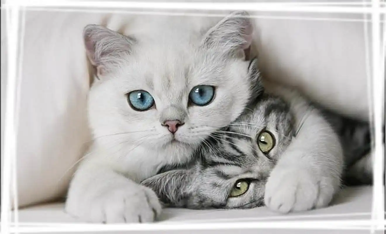 可爱的喵咪图片高清电脑壁纸