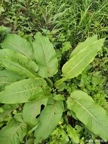 峨眉山野生药材系列——酸溜溜的酸模
