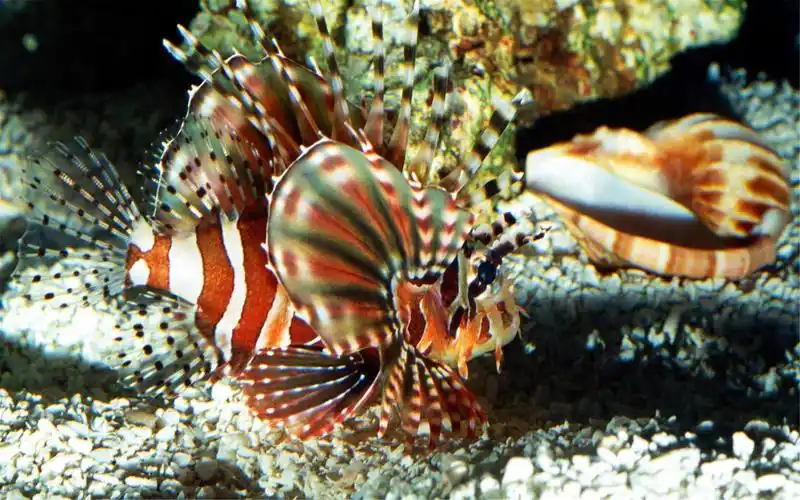 热带海底世界动物摄影高清壁纸图片大全