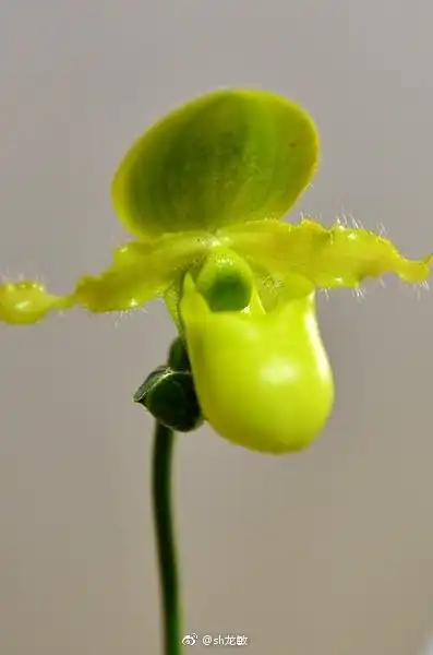 植物花卉#兰花报春兜兰 paphiopedilum. 来自sh龙敏 - 微博