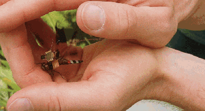 美国还改造过真正的蜻蜓做扑翼机,未免太残忍