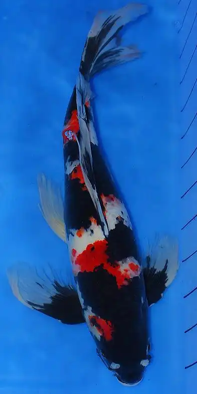 龙凤锦鲤认识与鉴赏[龙凤知识科普]