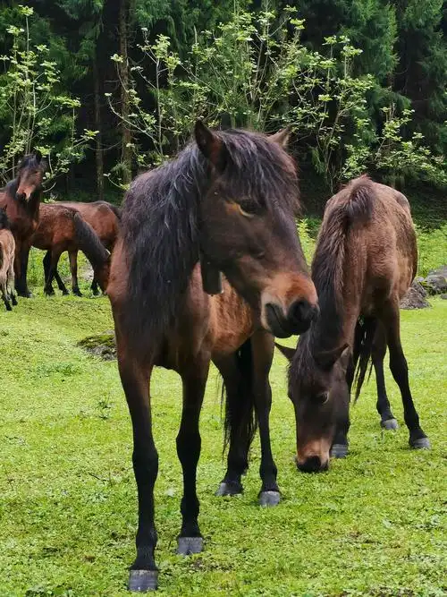"腾冲马"是《国家畜禽遗传资源品种名录(2021年版)》录入的地方特色马