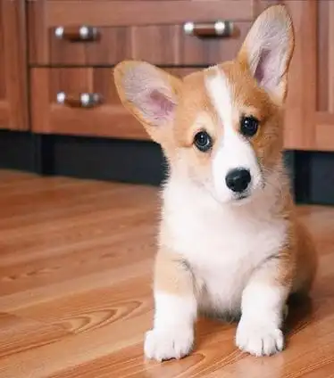 萌狗高清图片大全2022最新 超可爱的小狗狗图片-可爱图片