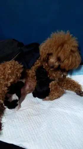 我家的母泰迪跟别人的狐狸犬交配了,生的小宝宝会是泰迪吗