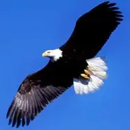 头像鹰霸气好看的鹰头像大全图片