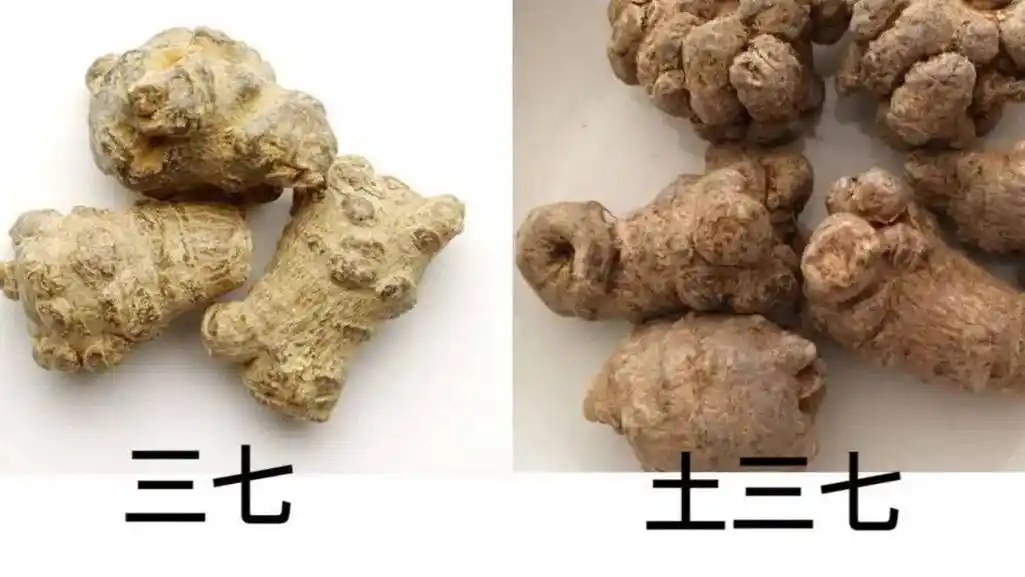 三七来源于五加科三七的根,又叫田七,参三七,主要作用是散瘀止血,消肿
