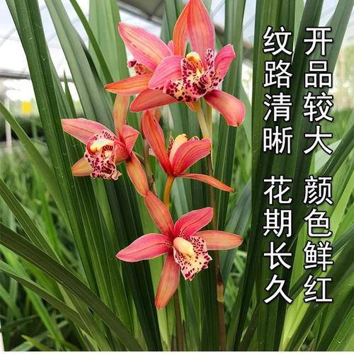 世界超香夏带花苞出售名贵品种建兰四季红满天兰花品种大全花卉