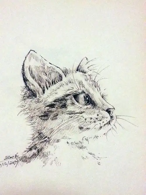小猫-喵~~~-青墨-慢生活_猫 速写 素描 动物_涂鸦王国插画