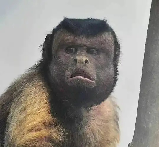 这只国字脸的网红猴也是需要保护的呢