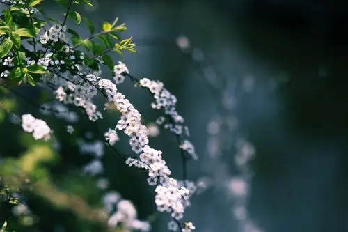 花草树木_风景_poco摄影