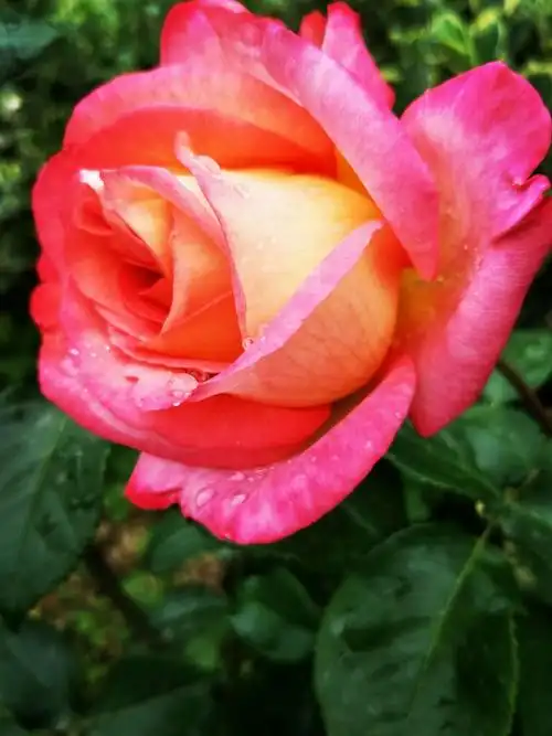 漂亮的月季花.月季花的品种繁多,色彩鲜艳,丰富多彩.