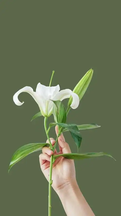 宁静的百合高雅而不低调,植物-手机壁纸