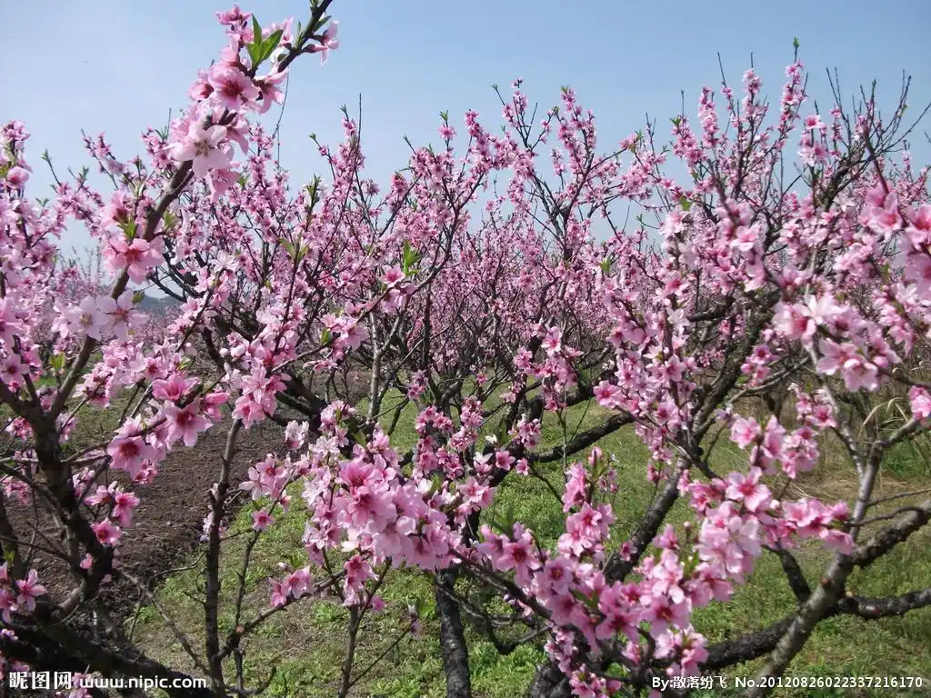桃花图片